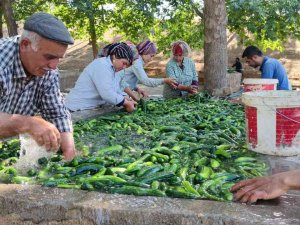 Kahramanmaraş Salatalığı Sofralardaki Yerini Aldı