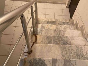 Elazığ’da Apartmana Giren Yılan Paniğe Neden Oldu