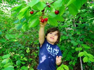 Torosların Kaliteli Kirazı Bu Yıl Üreticisinin Yüzünü Güldürmedi