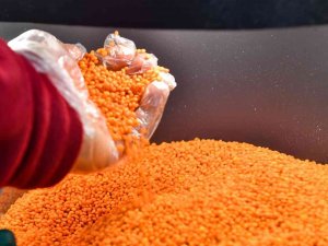 Kırmızı Mercimek, Bu Yıl Üreticinin Yüzünü Güldürecek