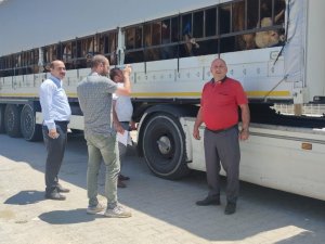 Doğu’dan Batı İllerine Kurbanlık Sevkiyatı Başladı
