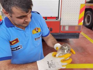 Havalandırma Boşluğuna Düşen Yavru Baykuşu İtfaiye Kurtardı