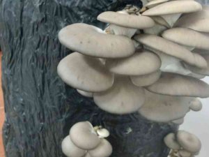 Tekirdağ’da Öğretmen Ve Öğrenciler Okulda İstiridye Mantarı Yetiştiriyor