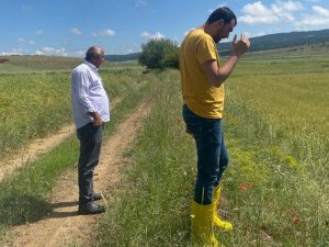 Altıntaş’ta Dolu Vuran Üretim Alanlarında Hasar Tespit Çalışmaları