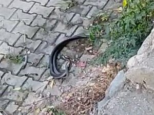 Hatay’da Yılanların Dansı