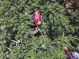 Erkenci İncirde Hasat Bir Ağaç Gelir Kapısı Oldu