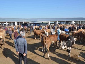 Kars’ta Kurbanlıklar Satışa Çıktı