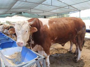 İ̇zmir’de Kurban Pazarı Hareketliliği Başladı