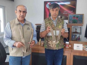 Adıyaman’da Ele Geçirilen Keçi Boynuzuna 513 Bin Tl Ceza