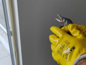 Bingöl’de Havalandırma Boşluğunda Mahsur Kalan Kargalar Kurtarıldı
