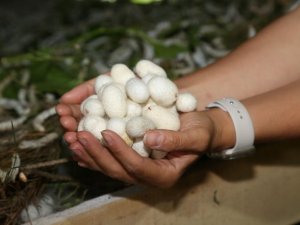 Ordu’da ’İpek Böcekçiliği’ Dönemi