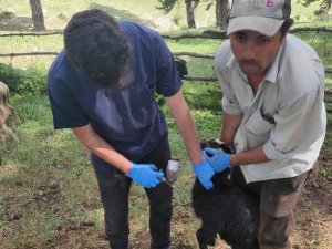 Emet’te Küçükbaş Hayvanların Tanımlanması Ve Aşılama Çalışmaları