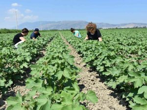 Aydın’da “Doğadan Modaya Organik Pamuk” Projesine Başlandı