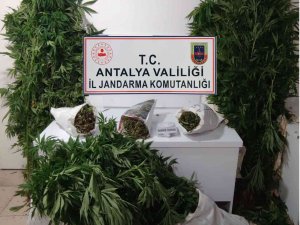 Bahçesinde Kenevir Yetiştiren Şüpheli Yakalandı