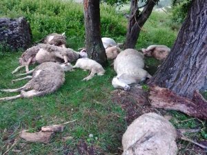 Afyonkarahisar’da 9 Küçükbaş Hayvan Telef Oldu