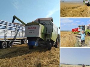 Baün’de 203 Ton Arpa Hasadı Yapıldı