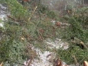 Dolu Yağışı Orman İşçilerine Zor Anlar Yaşattı