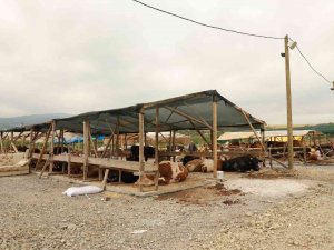 Yalova Kurban Pazarı Artık Kazımiye Köyünde