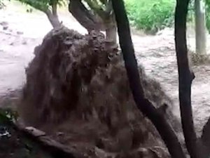Sağanak Sele Döndü, Tarım Arazileri Zarar Gördü