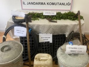 Jandarma Tarlada Ekili 2 Bin 53 Kök Keneviri Drone İle Tespit Etti: 1 Gözaltı