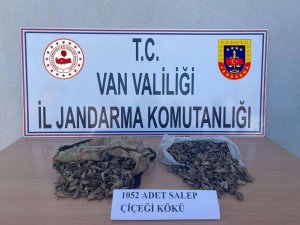 İ̇zinsiz Salep Soğanı Toplayana Para Cezası