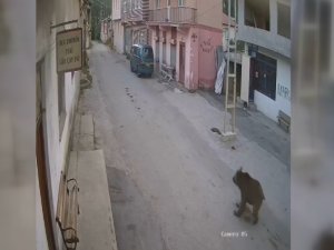 Karşısına Çıkan Ayıyı Bağırarak Korkutup Kaçırdı