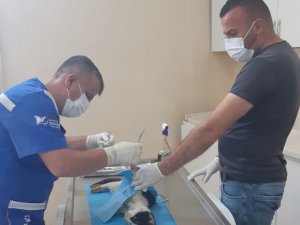 Hakkari’de Kediye Amputasyon Ameliyatı