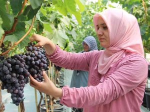 Türk Mühendislerinin Geliştirdiği Üzüm Çeşidi Üretime Hazır
