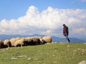 26 Yıldır Tek Bacağıyla Hayvanlarını Otlatıyor