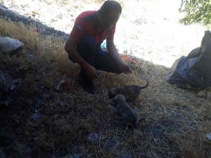 Mardin’de Kuyuya Düşen Yavru Köpekler İtfaiye Ekipleri Tarafından Kurtarıldı