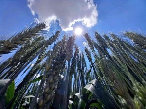 Tahıl Ambarı Konya, Tohum Üretim Merkezi Oldu