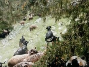 Doluya Yakalanan Sürü Sahibi Zor Anlar Yaşadı