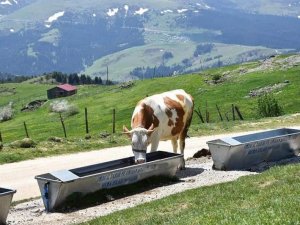 Ordu’nun Meralarında Ot Verimliliği Arttırılıyor