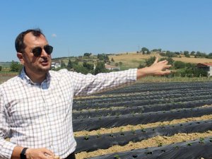 Kent Ekonomisine Büyük Katkı: Tohumdan Ağaca Kadar Her Şeyi Belediye Üretiyor