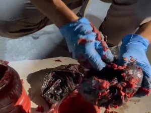 Salca Bidonu İçinde Uyuşturucu Sevkiyatı ‘Nina’dan Kaçmadı: 2 Gözaltı