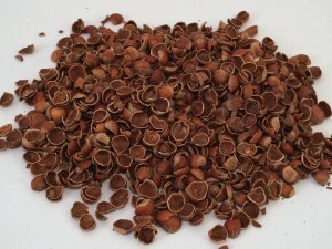 Fındık Kabuğu Değerleniyor