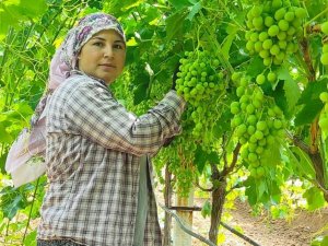 Çekirdeksiz Sultaniye Üzümler İhracat İçin Hazırlanıyor