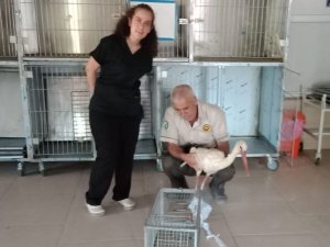 Elazığ’da Tedavisi Yapılan Leylek, Doğaya Bırakıldı