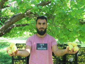 Iğdır’da Sarı Altın Hasadı Başladı, Yıllık Ürün Beklentisi 40 Bin Ton Üzerinde