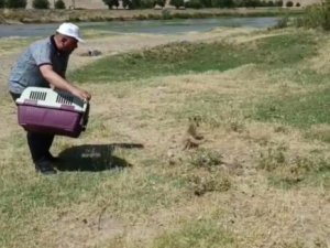 Diyarbakır’da Tedavi Edilen Yavru Tilki Doğaya Bırakıldı