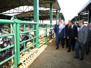 Malatya Hayvan Pazarı Yenileniyor