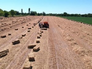 Dörtlü Karışım Yem Bitkisinden Üstün Verim Alındı