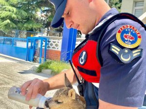 Yavru Karacaya Jandarmadan Şefkat Eli