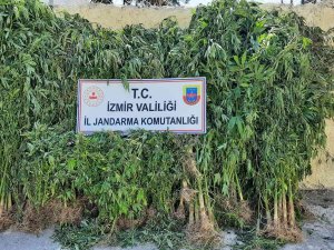 İ̇zmir’de Jandarmadan Kenevir Operasyonu: 2 Tutuklama