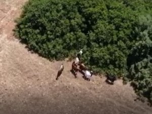 Jandarma Kayıp Keçileri Dronle Buldu