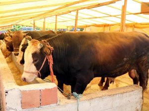 Besiciler Uyardı, Kurbanlık Hisse Satan Marketlere Dikkat