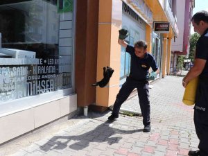 Yaramaz Yavru Kedi Ekipleri Çok Uğraştırdı