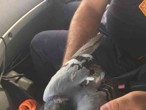 Çatıda Asılı Kalan Güvercin Kurtarıldı