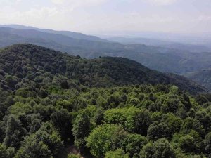 Sıcaklıklar Artıyor, Orman Yangını Riski Büyüyor