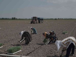 Mustafakemalpaşa’da 280 Bin Ton Salçalık Domates Ekimi Başladı